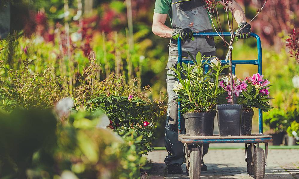 Autumn Plant Fair